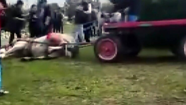 Atlara şiddet uygulayan şüphelilere hayvan barınağında çalışma cezası