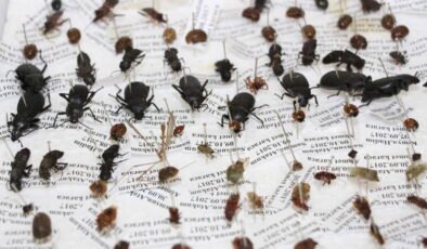 Sessiz tanıklar iş başında: Böcekler cinayetleri nasıl aydınlatıyor?