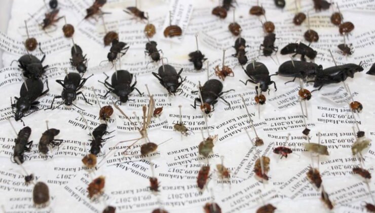 Sessiz tanıklar iş başında: Böcekler cinayetleri nasıl aydınlatıyor?