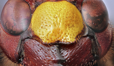 Mikrofotoğrafçılıkta Odak Birleştirme Yöntemi Nedir?