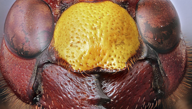 Mikrofotoğrafçılıkta Odak Birleştirme Yöntemi Nedir?