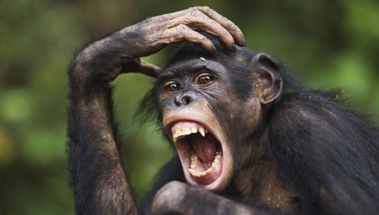 "Hippi" Bonobolar, "Savaşçı" Şempanzeler Kadar Agresif Olabilir mi?