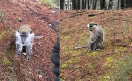 Afrika değil Denizli! Mantar aramak için çıktığı ormanda karşılaştığı hayvana bakın