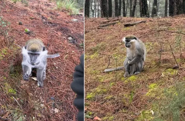 Afrika değil Denizli! Mantar aramak için çıktığı ormanda karşılaştığı hayvana bakın