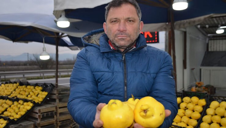 Ayvayı bu sene ayaz vurdu: Fiyat 250 TL’ye çıktı