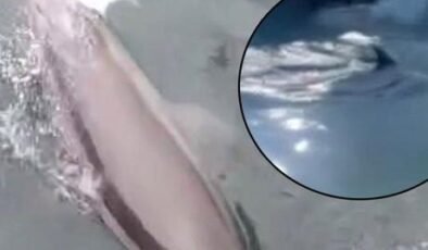 Bandırma’da ortaya çıktı! Suyun üstünde beliren sırtı şaşkına çevirdi: ‘Ne arıyorsun burada’