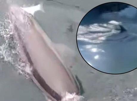 Bandırma’da ortaya çıktı! Suyun üstünde beliren sırtı şaşkına çevirdi: ‘Ne arıyorsun burada’