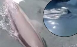 Bandırma’da ortaya çıktı! Suyun üstünde beliren sırtı şaşkına çevirdi: ‘Ne arıyorsun burada’