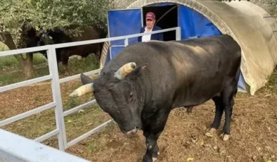 Aydın'da boğanın saldırdığı besici yoğun bakımda