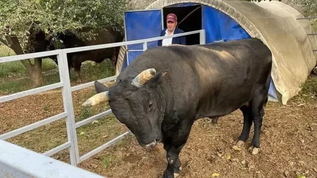 Aydın'da boğanın saldırdığı besici yoğun bakımda
