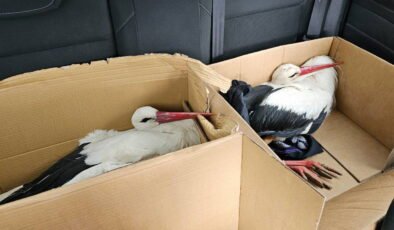 Göç yolundaki 2 leylek av tüfeğiyle vuruldu