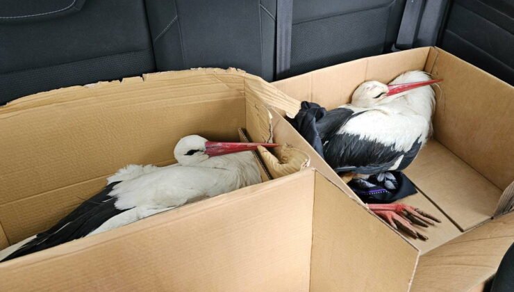 Göç yolundaki 2 leylek av tüfeğiyle vuruldu