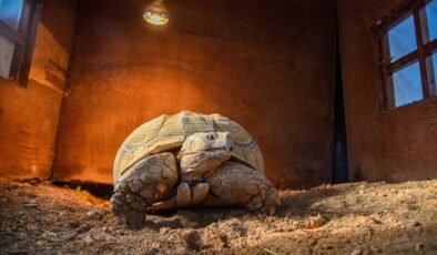 Doğal Yaşam Parkı'nın en yaşlı üyesine 'arkadaş' aranıyor