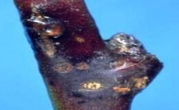 Malatyalı Kayısı Üreticilerine Kritik Uyarı: Çil Hastalığı Tehdidi