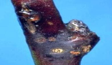 Malatyalı Kayısı Üreticilerine Kritik Uyarı: Çil Hastalığı Tehdidi