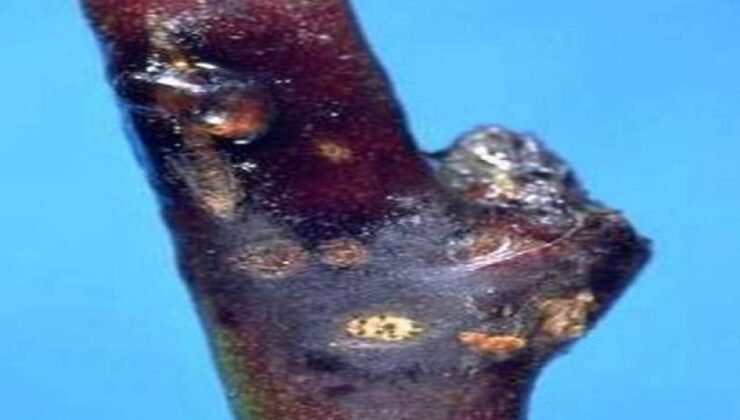 Malatyalı Kayısı Üreticilerine Kritik Uyarı: Çil Hastalığı Tehdidi