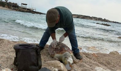 Kuşadası Körfezi’nde trol şüphesi: Bir haftada 7 deniz kaplumbağası ölü bulundu