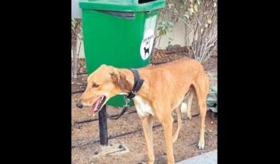 Dubai’den kaçarken ‘can’ları terk ettiler