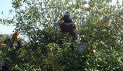 Mersin'de hasadın sonuna gelindi: Şifa deposunu kilosu 35 liradan başlıyor