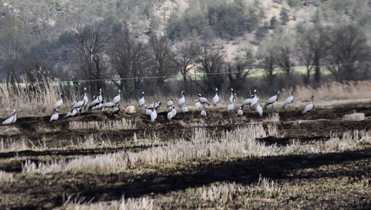 Göç yolundaki turnalar Sinop’taki Cuma Ovası'nda görüntülendi