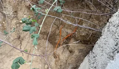 Fidan dikmek için bahçeye indi, toprağı eşeleyince dehşetle karşılaştı