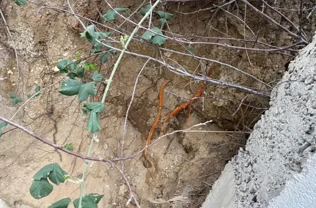 Fidan dikmek için bahçeye indi, toprağı eşeleyince dehşetle karşılaştı