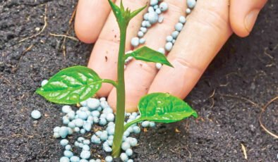 Küresel gübre arzı tehlike altına girdi