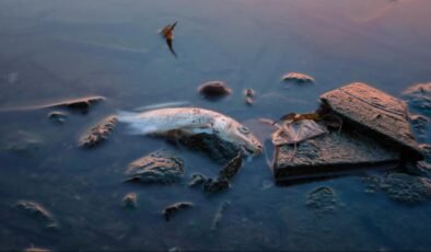 5 günde 3 binden fazlası öldü, balık yemek yasaklandı