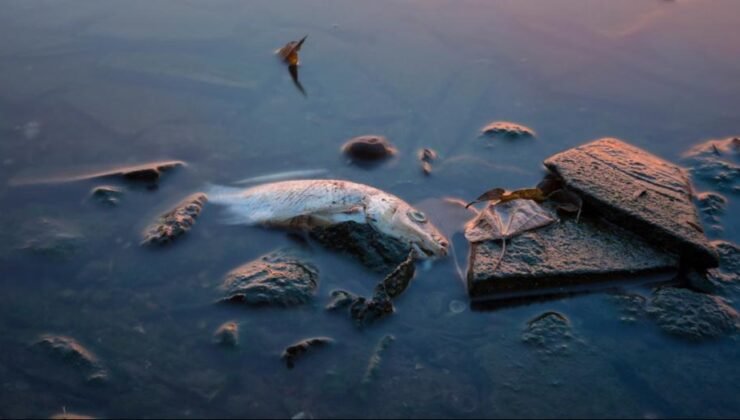 5 günde 3 binden fazlası öldü, balık yemek yasaklandı
