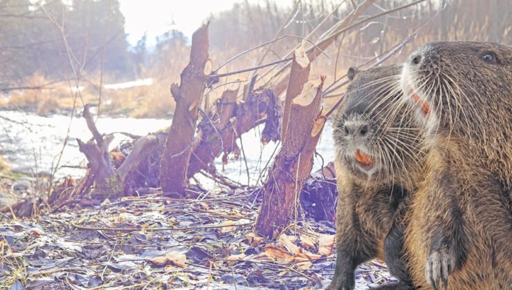 İklim krizine en ucuz çözüm: Bir baraj, bir kunduz