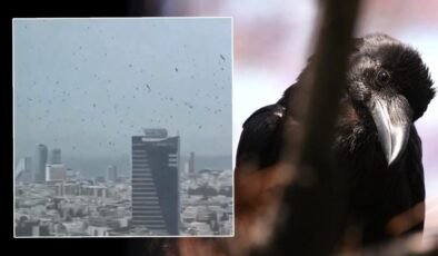 Tel Aviv’de gökyüzünü kargalar kapladı. Uğursuzluk saydılar