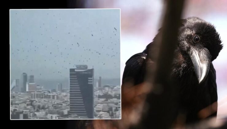 Tel Aviv’de gökyüzünü kargalar kapladı. Uğursuzluk saydılar