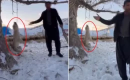 Çok yediğini iddia ettiği köpeğini ağaca asıp öldürdü