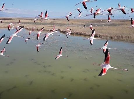 Kayseri’de flamingo şöleni: Hürmetçi ve Sultan Sazlığı’nda binlerce kuş görüntülendi