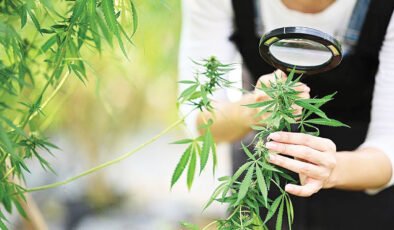 Kenevir üretiminde yeni dönem: Kota ve denetim esaslı model devreye girdi