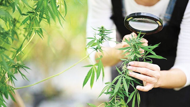 Kenevir üretiminde yeni dönem: Kota ve denetim esaslı model devreye girdi