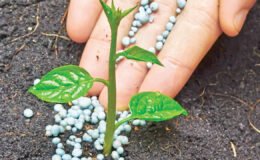 Küresel gübre arzı tehlike altına girdi