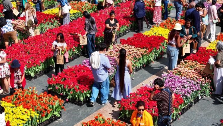 ABD’de "lale günü". Binlerce çiçek ücretsiz dağıtıldı
