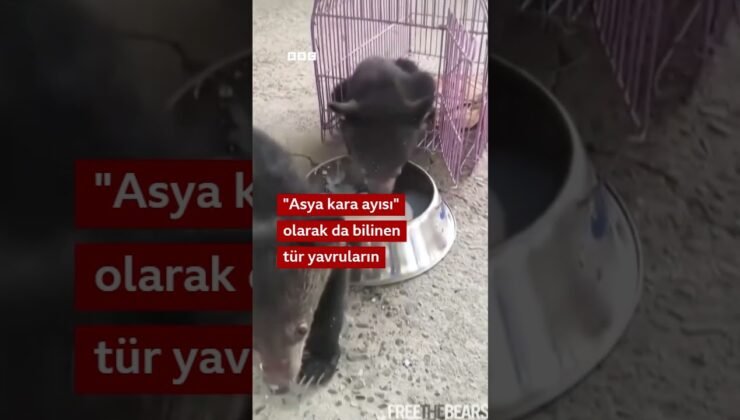 Tibet ayısı yavruları kaçakçılardan kurtarıldı