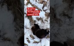 Bir ayının kış uykusundan uyanma anları