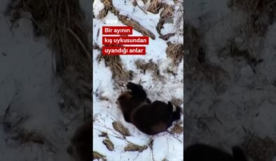 Bir ayının kış uykusundan uyanma anları