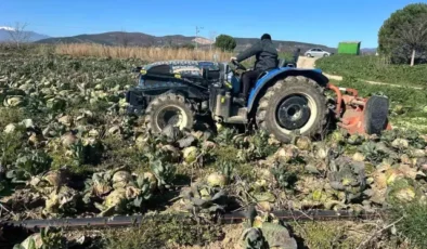 Pazarda 70 lira ama yüz binlercesi tarlada çürüdü! Üreticilerden çağrı var