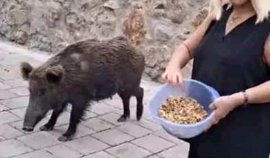 Safiye Soyman kapısına dayanan domuzu elleriyle besledi