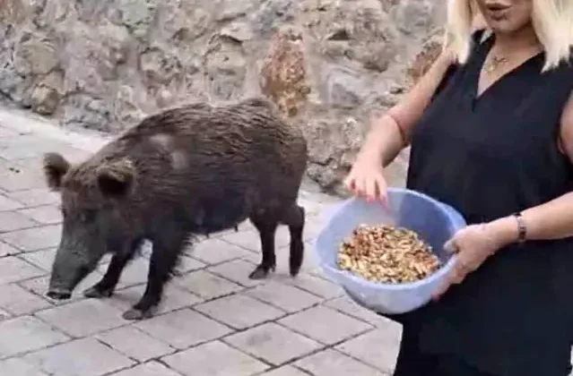 Safiye Soyman kapısına dayanan domuzu elleriyle besledi
