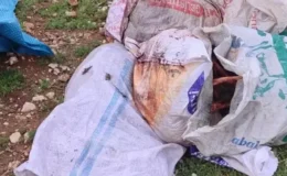 Şanlıurfa'da tarlada kesilmiş at başı bulundu