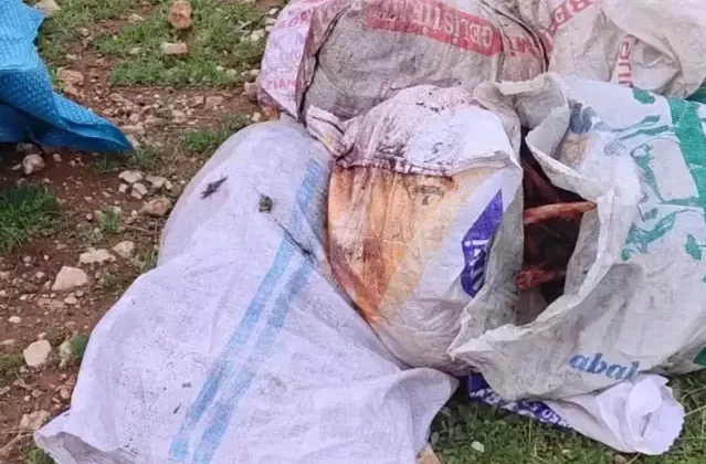 Şanlıurfa'da tarlada kesilmiş at başı bulundu