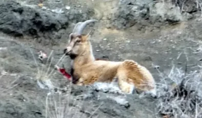 Yaralı dağ keçisini görüntüleyen aile hekimi: Tetiğe değil, deklanşöre basalım