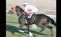 Yarış atından kavurma!