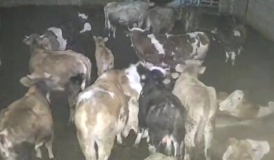 Kurt sürüsü çiftliğe girdi: Büyükbaş hayvanlar sürüyü savundu