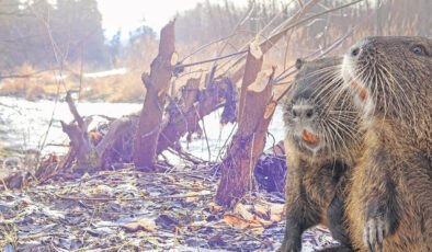İklim krizine en ucuz çözüm: Bir baraj, bir kunduz